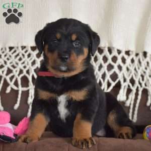 Amaya, Bernese Mountain Dog Mix Puppy